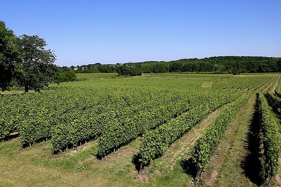 Château Le Noble - photo 2