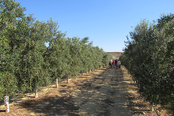 OLEOALMANZORA - photo 9