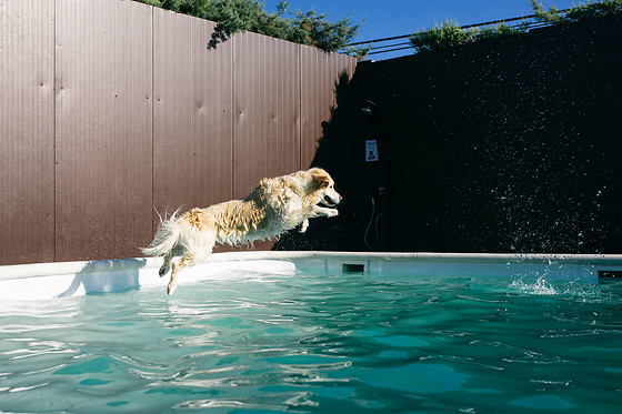 MISTER PET RESORT - photo 5