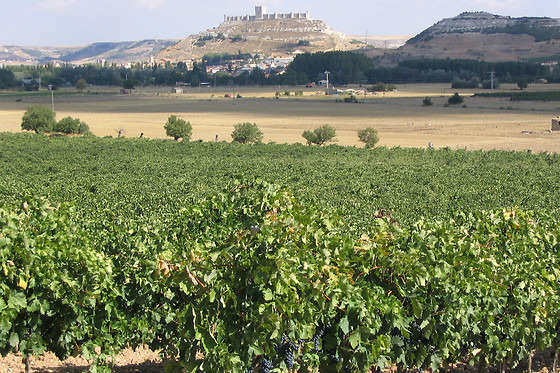 BODEGA BRIEGO - photo 3