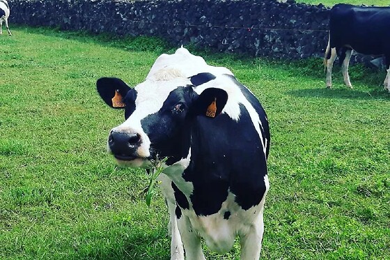 Azores Nature Tours - photo 19