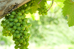 BODEGAS Y VIÑEDOS MAYO GARCIA