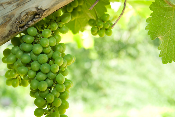 BODEGAS Y VIÑEDOS MAYO GARCIA - photo 4