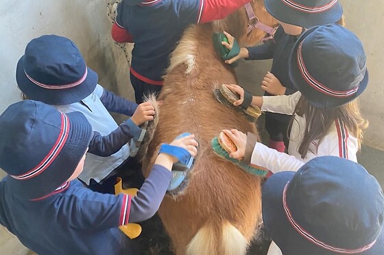 QUINTINHA PEDAGÓGICA DE CANELAS | CENTRO EQUESTRE COUTO PEREIRA - photo 6