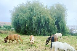 QUINTINHA PEDAGÓGICA DE CANELAS | CENTRO EQUESTRE COUTO PEREIRA