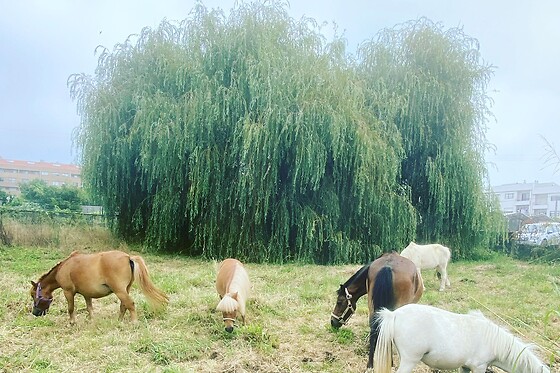 QUINTINHA PEDAGÓGICA DE CANELAS | CENTRO EQUESTRE COUTO PEREIRA - photo 5