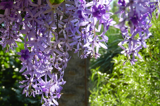 JARDIN BOTANICO DE SOLLER - photo 16