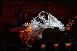 FLAMENCO DE LEONES