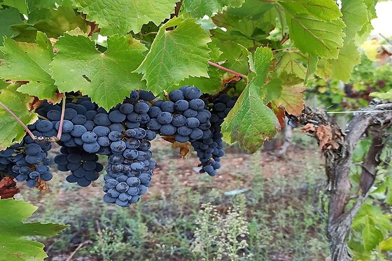 BODEGA VAL DE QUIROGA - photo 7