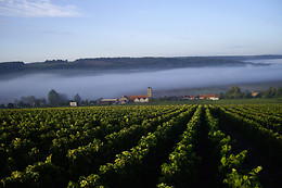 Champagne Pierre Laurent