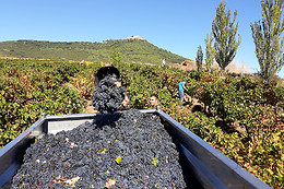 BODEGAS CASTILLO DE MONJARDIN