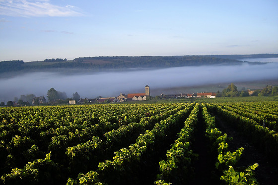 Champagne Pierre Laurent - photo 5