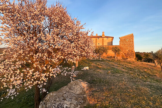 CASTILLO DE CORVINOS - photo 5