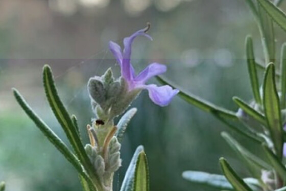 JARDIN BOTANICO DE SOLLER - photo 7