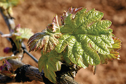 BODEGAS Y VIÑEDOS MAYO GARCIA