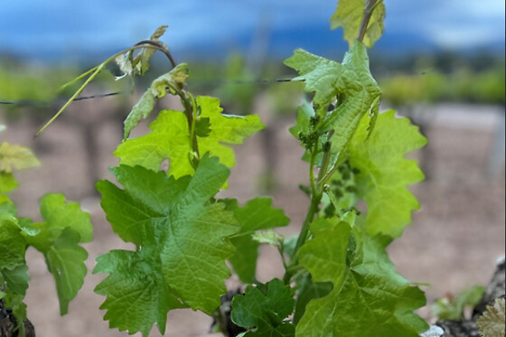 BODEGA SAN ESTEBAN - photo 1