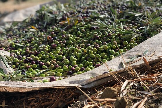 LA BIODIVERSA - photo 4